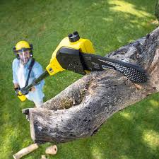 Best Tree Disease Treatment  in Enigma, GA