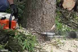 Trusted Enigma, GA Tree Care Experts
