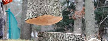 Best Tree and Shrub Care  in Enigma, GA