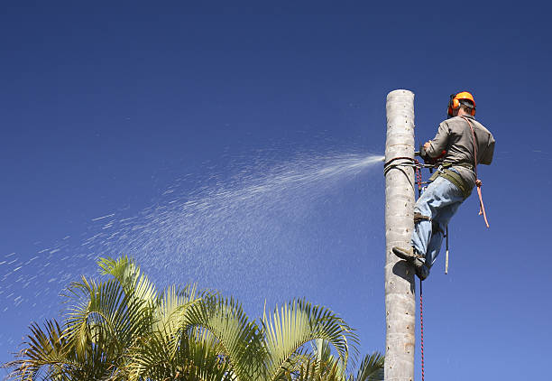 Best Lawn Watering Services  in Enigma, GA