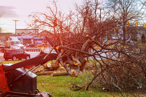 Best Arborist Consultation Services  in Enigma, GA