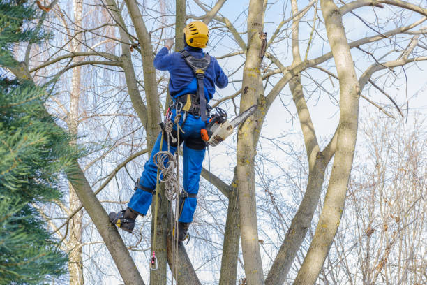 How Our Tree Care Process Works  in  Enigma, GA