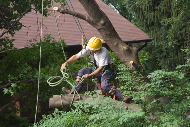 Best Tree Trimming and Pruning  in Enigma, GA