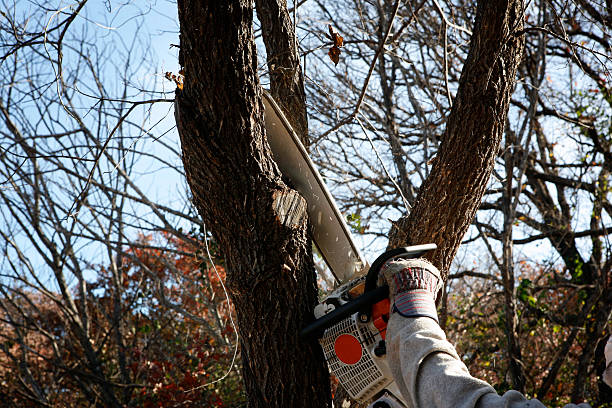 Best Emergency Tree Removal  in Enigma, GA