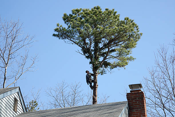 Best Tree Removal  in Enigma, GA