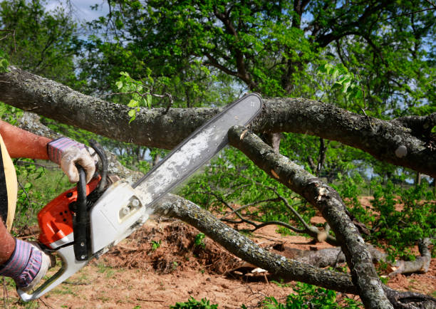 Best Seasonal Cleanup (Spring/Fall)  in Enigma, GA